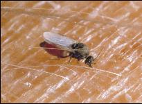 PestMgt_SandFly